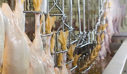 Donstar : transformation de canards de premier niveau et à haute vitesse 