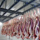 Transportation and cooling of Beef carcasses
