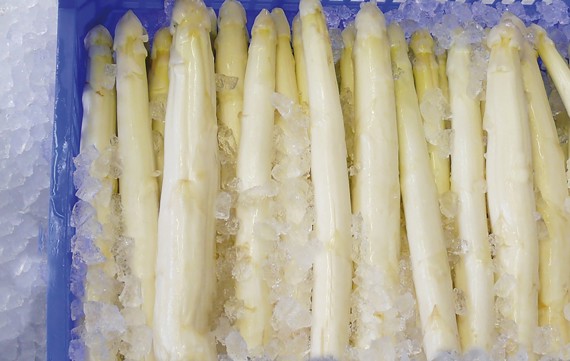 MAJA Nuggeteis Spargelkühlung