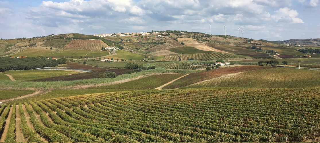 Wineyard Portugal